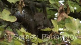 Video of Eurasian red squirrel - Eurasian red squirrel in the  autumn forest